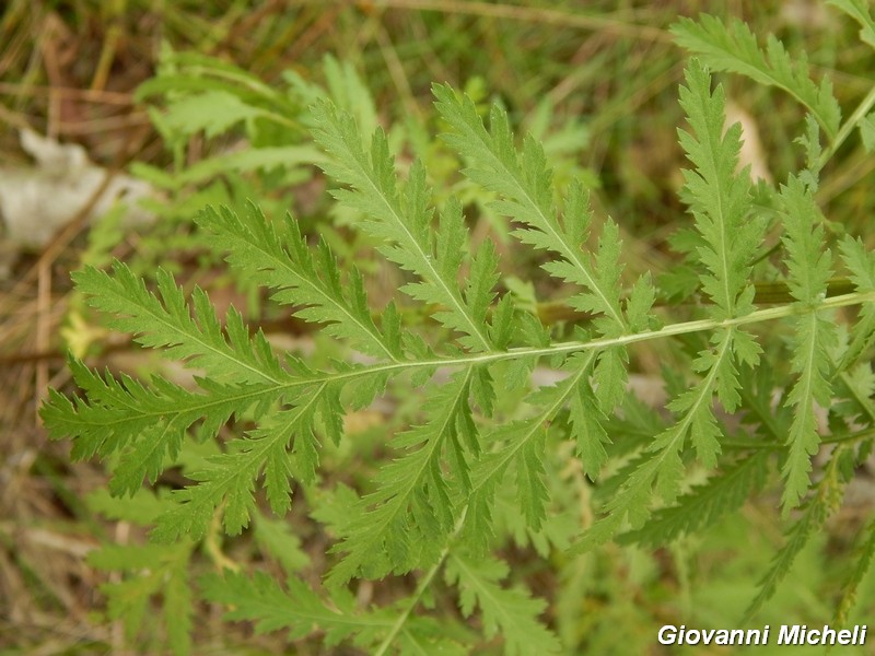 Tanacetum vulgare